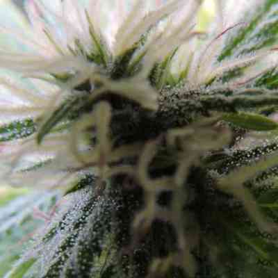 Black Destroyer > Original Sensible Seeds | Feminized Marijuana   |  hybrid