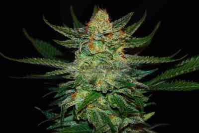 Black Destroyer > Original Sensible Seeds | Feminized Marijuana   |  hybrid