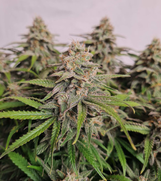 Black Dog Auto > Original Sensible Seeds | Graines Autofloraison  |  Indica