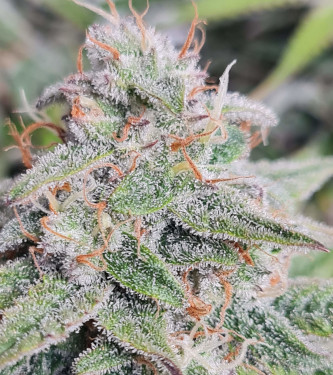 Black Dog Auto > Original Sensible Seeds | Graines Autofloraison  |  Indica