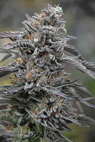 Black D.O.G. > Humboldt Seed Organisation | Feminized Marijuana   |  Indica