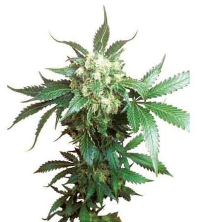 Black Domina > Sensi Seeds | Graines Féminisées  |  Indica