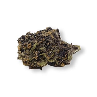 Black Fruit > Tramuntana Seeds | Feminisierte Hanfsamen  |  Indica