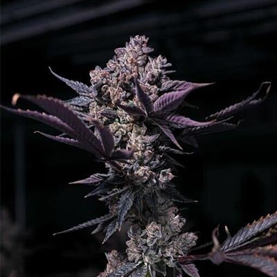 Black Fruit > Tramuntana Seeds | Feminisierte Hanfsamen  |  Indica