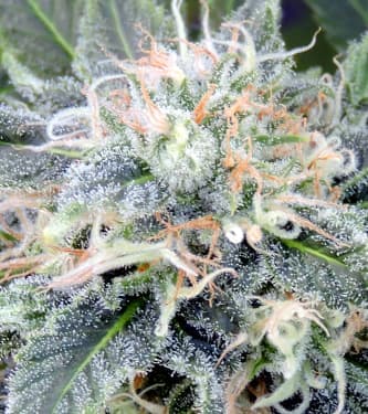 Black Ghost OG > Original Sensible Seeds | Feminisierte Hanfsamen  |  Hybrid