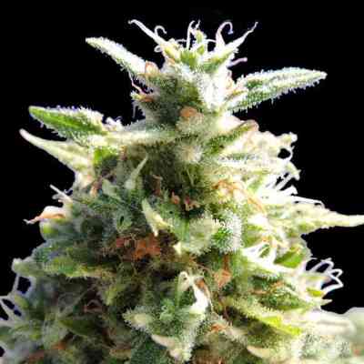 Black Gum > Original Sensible Seeds | Feminisierte Hanfsamen  |  Indica