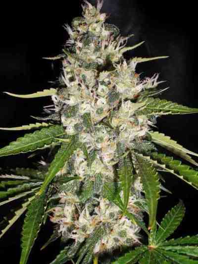 Black Gum > Original Sensible Seeds | Feminisierte Hanfsamen  |  Indica