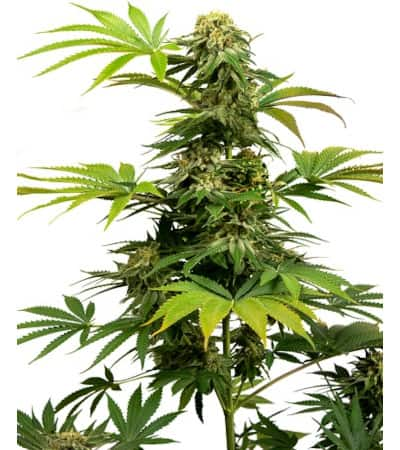 Black Harlequin > Sensi Seeds | CBD cannabis seeds  |  Hybrid