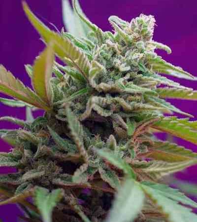 Black Jack Auto > Sweet Seeds | Autoflowering Cannabis   |  Hybrid