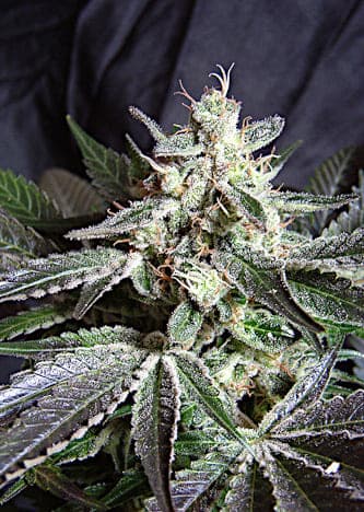 Black Jack F1 Fast Version > Sweet Seeds | Feminized Marijuana   |  hybrid