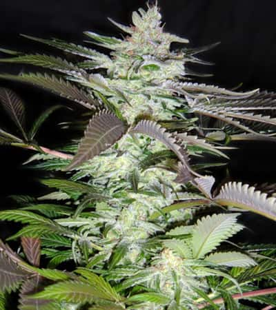 Black Jack > Sweet Seeds | Semillas feminizadas  |  Híbrido