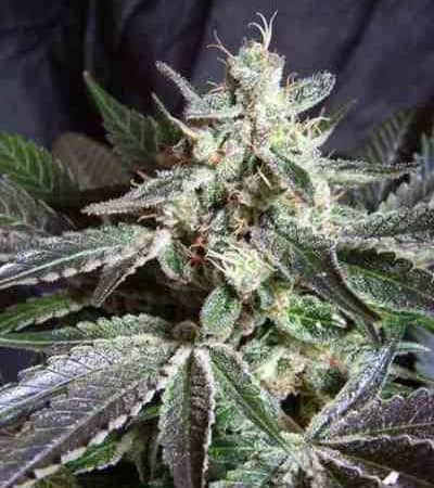 Black Jack > Sweet Seeds | Semillas feminizadas  |  Híbrido