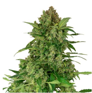 Black Lights CBD Auto > Sensi Seeds | CBD cannabis seeds  |  Indica