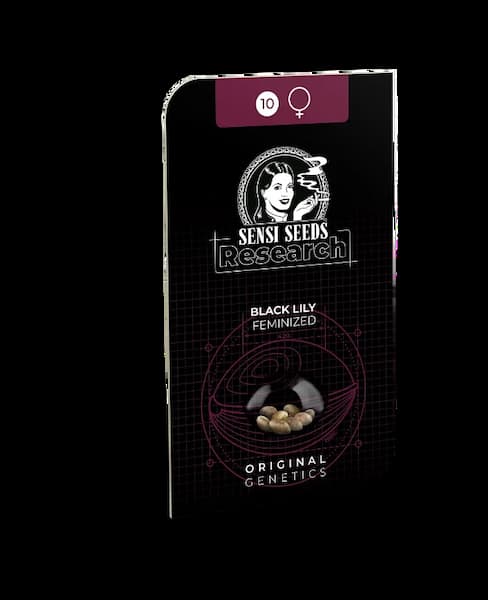 Black Lily Seed > Sensi Seeds | Feminized Cannabis   |  Sativa