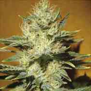 Mamba Negra CBD > Blim Burn Seeds | Feminisierte Hanfsamen  |  Indica