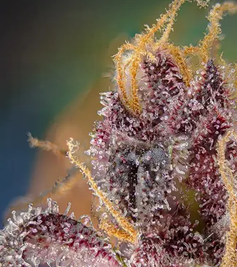 Black Muffin F1 Fast Version > Sweet Seeds | Feminisierte Hanfsamen  |  Indica