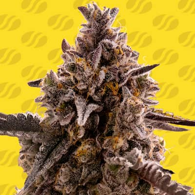 Black Orchid > Original Sensible Seeds | Feminized Marijuana   |  Indica