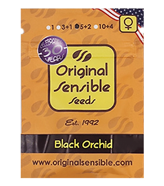 Black Orchid > Original Sensible Seeds | Feminized Marijuana   |  Indica