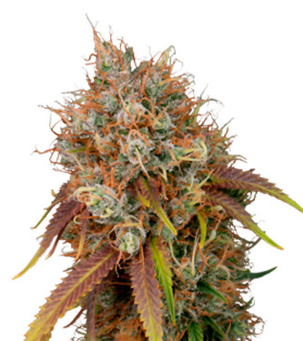 Black Rainbow > Seed Stockers | Feminisierte Hanfsamen  |  Indica