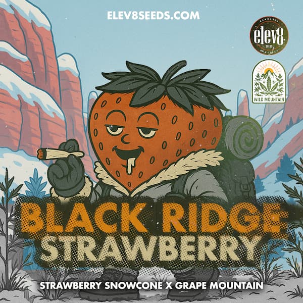 Black Ridge Strawberry graines > Elev8 Seeds | Graines Féminisées  |  Indica