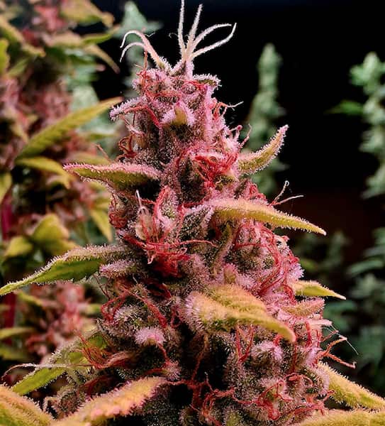 Black Ridge Strawberry graines > Elev8 Seeds | Graines Féminisées  |  Indica