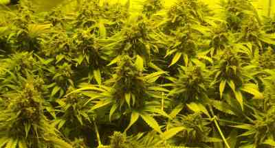 Black Russian > Delicious Seeds | Feminisierte Hanfsamen  |  Indica