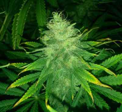 Black Russian > Delicious Seeds | Feminisierte Hanfsamen  |  Indica