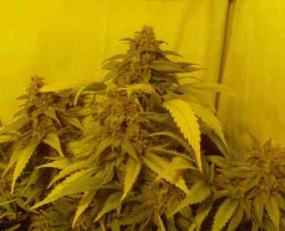 Black Russian > Delicious Seeds | Feminisierte Hanfsamen  |  Indica