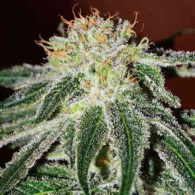 Black Russian > Delicious Seeds