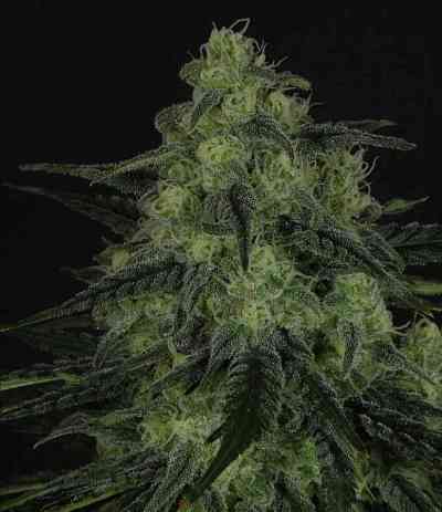 Black Valley > Ripper Seeds | Semillas feminizadas  |  Índica