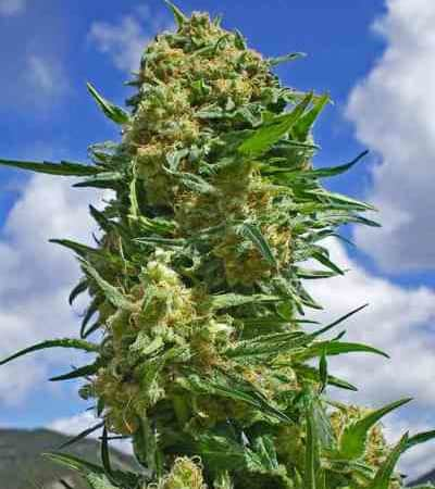 Indica Collection > Positronics | Feminized Marijuana   |  Indica