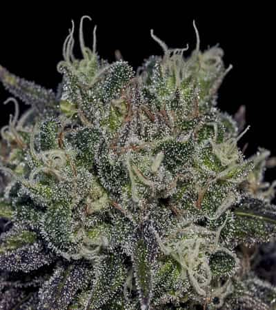 Black Widow > Positronics | Feminized Marijuana   |  Indica