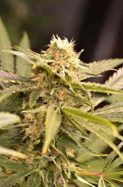 Black Dream > Eva Female Seed | Feminized Marijuana   |  hybrid