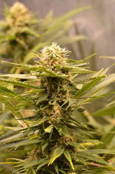 Black Dream > Eva Female Seed | Feminisierte Hanfsamen  |  Hybrid