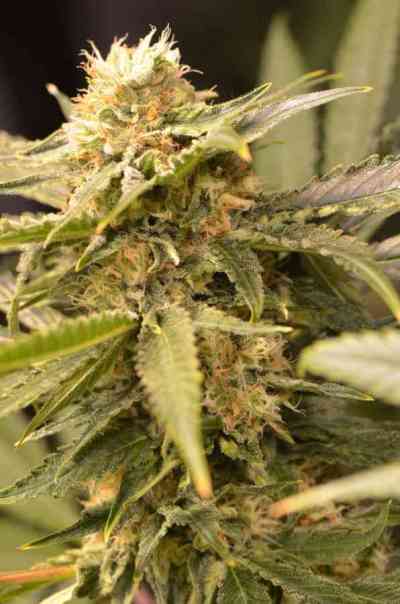 Black Dream > Eva Female Seed | Feminized Marijuana   |  hybrid