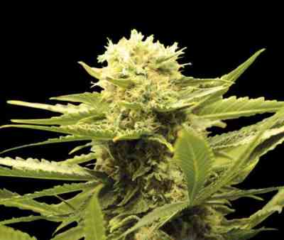 Black Dream > Eva Female Seed | Feminisierte Hanfsamen  |  Hybrid