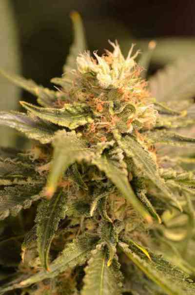 Black Dream > Eva Female Seed | Semillas feminizadas  |  Híbrido