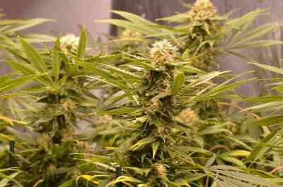 Black Dream > Eva Female Seed | Feminisierte Hanfsamen  |  Hybrid