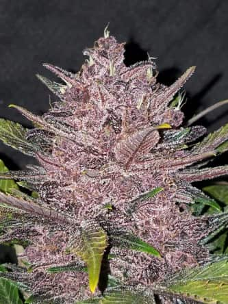 Blackberry > Fast Buds Company | Semillas autoflorecientes  |  Índica