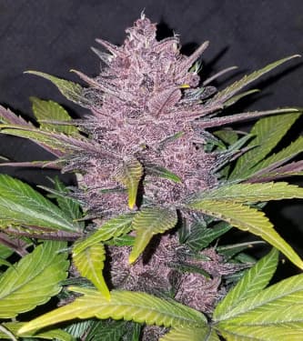 Blackberry > Fast Buds Company | Autoflowering Hanfsamen  |  Indica