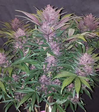 Blackberry > Fast Buds Company | Autoflowering Hanfsamen  |  Indica