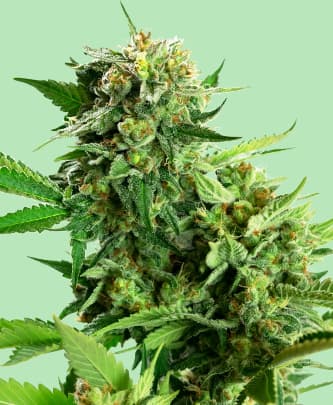 Blackberry Cake > Sensi Seeds | Feminized Marijuana   |  Indica