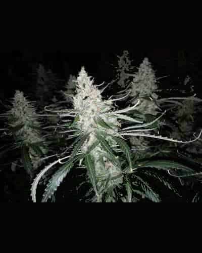 Blackberry Gum Auto > Seed Stockers | Autoflowering Cannabis   |  Indica
