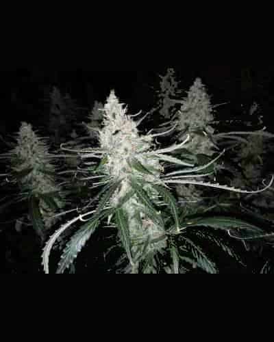 Blackberry Gum Auto > Seed Stockers | Autoflowering Hanfsamen  |  Indica