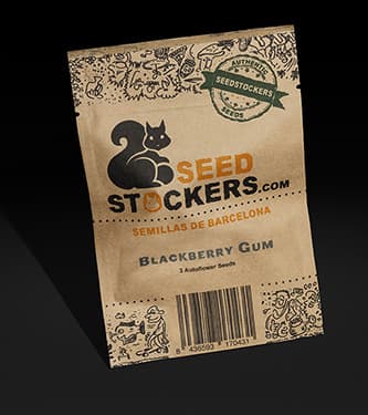 Blackberry Gum Auto > Seed Stockers | Autoflowering Cannabis   |  Indica