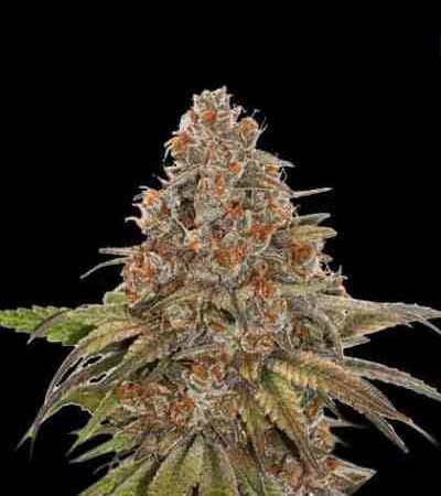 Blackberry Gum > Seed Stockers | Feminized Marijuana   |  Indica