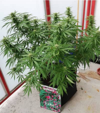 Blackberry Gum > Seed Stockers | Feminisierte Hanfsamen  |  Indica