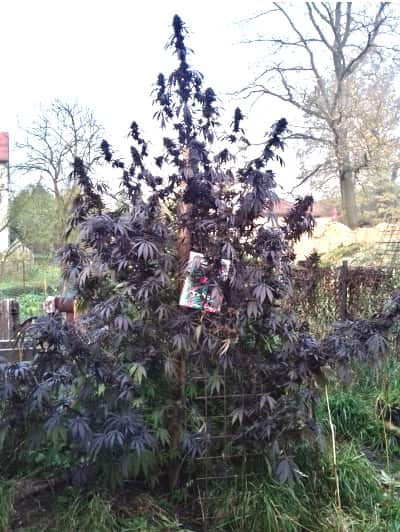 Blackberry Gum > Seed Stockers | Graines Féminisées  |  Indica