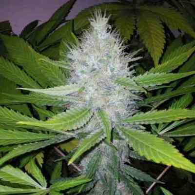 Blackberry > Nirvana | Feminized Marijuana   |  hybrid