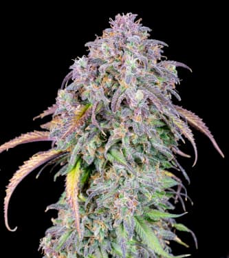 Blackberry > Fast Buds Company | Graines Autofloraison  |  Indica